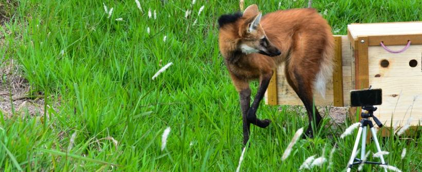 Inea realiza a soltura de “Jabuticaba”, lobo-guará resgatado em Aperibé