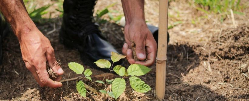  Seas abre vagas para programa de Voluntariado Ambiental