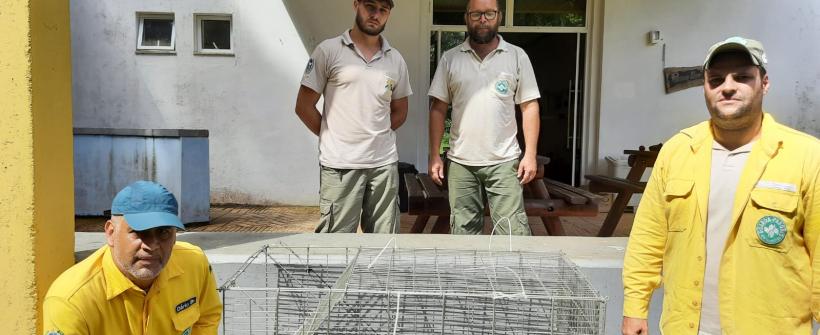 Equipe do Inea resgata bugio atingido por descarga elétrica em São Sebastião do Alto