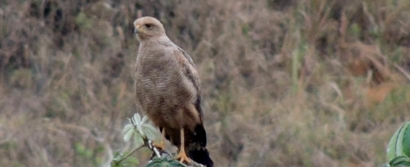 Inea reconhece mais uma RPPN no Estado do Rio de janeiro