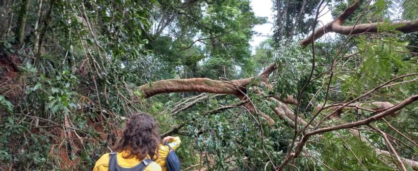 Inea atua na reconstrução de trilhas destruídas por deslizamento de terra em Ilha Grande