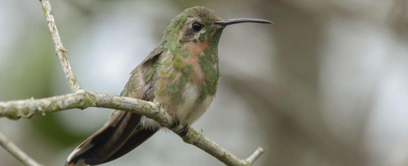 Programa Vem Passarinhar RJ registra 110 espécies de aves no Norte Fluminense