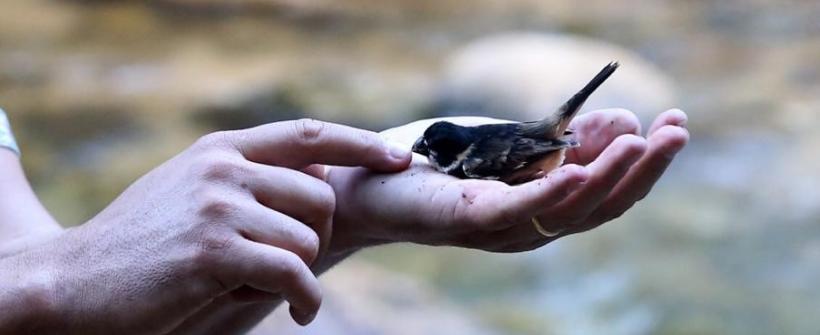 Inea apoia resgate de 28 aves silvestres que eram mantidas em cativeiro  em Casimiro de Abreu