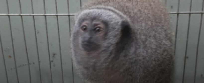 Centro de Primatologia do Rio de Janeiro recebe duas primatas ameaçadas de extinção
