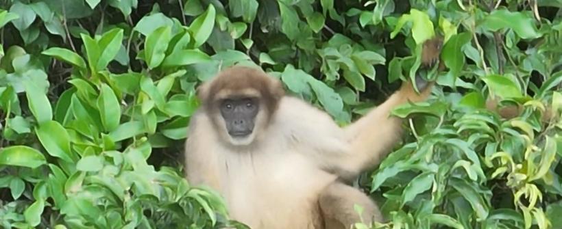 Muriquis-do-sul (Brachyteles arachnoides)