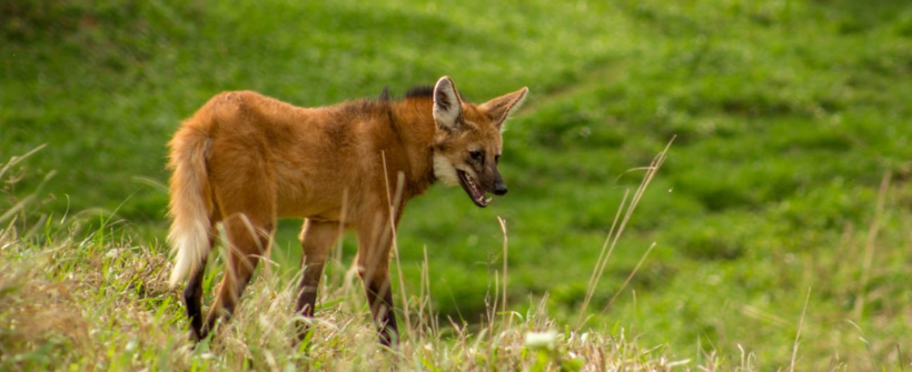 Inea realiza soltura de lobo-guará no Parque Estadual da Concórdia