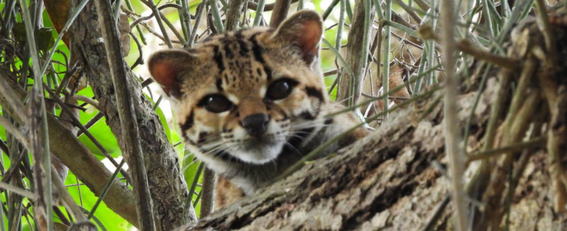 Inea fotografa pela primeira vez Gato-Maracajá na Estação Ecológica Estadual de Guaxindiba, no Norte Fluminense