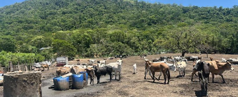 Secretaria de Estado do Ambiente e Sustentabilidade realiza vistoria em criadouro clandestino em Bangu