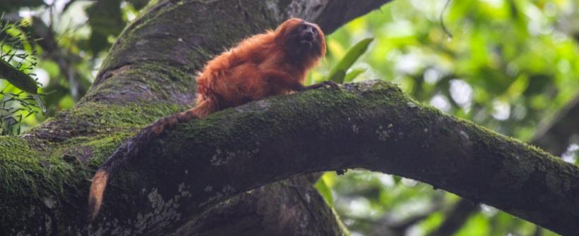 Inea resgata mico-leão-dourado na Baixada Fluminense