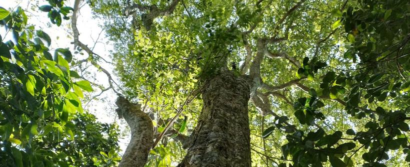 Parque Estadual da Serra da Tiririca é palco da descoberta de duas novas espécies de árvores ameaçadas de extinção