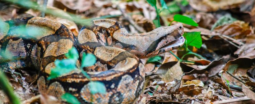 Inea realiza soltura de jiboia em Cachoeiras de Macacu
