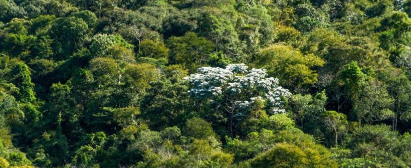 Secretaria de Estado do Ambiente e Sustentabilidade prorroga inscrições para projetos de restauração da Mata Atlântica