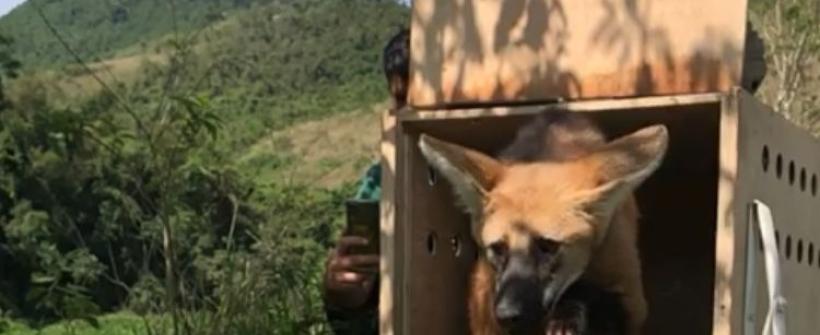 Inea resgata Lobo-guará em área urbana em Pinheiral