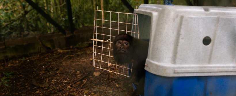 Bugios assistidos pelo Centro de Primatologia do Rio de Janeiro serão soltos no Parque Nacional da Tijuca