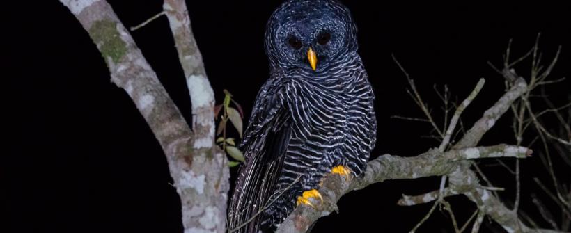 Coruja preta é avistada no Parque Estadual do Desengano do Inea, em São FidélisCoruja preta é avistada no Parque Estadual do Desengano do Inea, em São Fidélis
