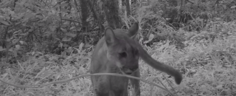 Armadilha fotográfica flagra dois jovens pumas na Região Serrana