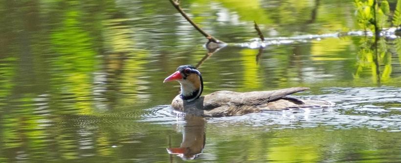Pato-de-crista (Sarkidiornis sylvicola) Créditos: Caio Caetano