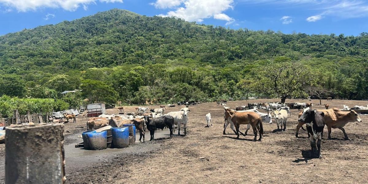 Secretaria de Estado do Ambiente e Sustentabilidade realiza vistoria em criadouro clandestino em Bangu