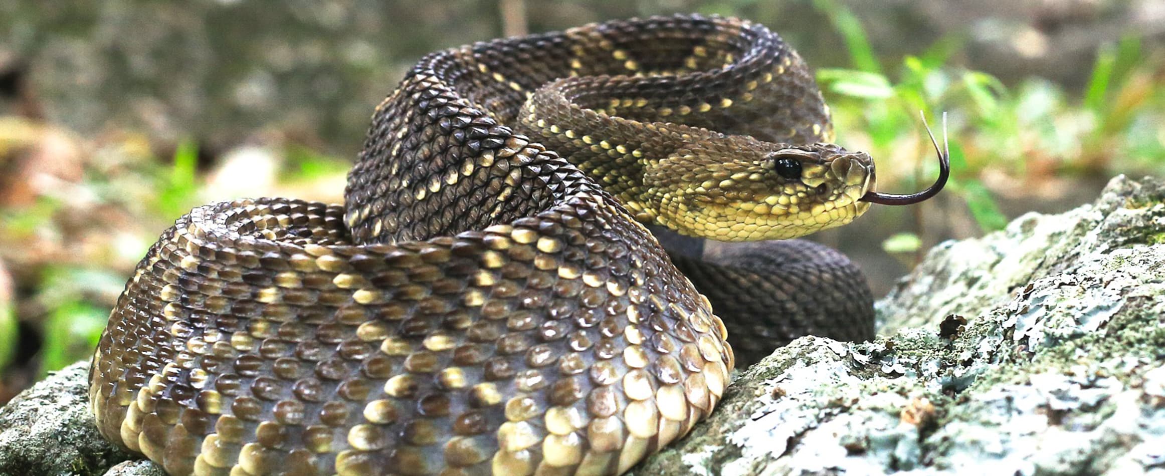 combate às doenças tropicais