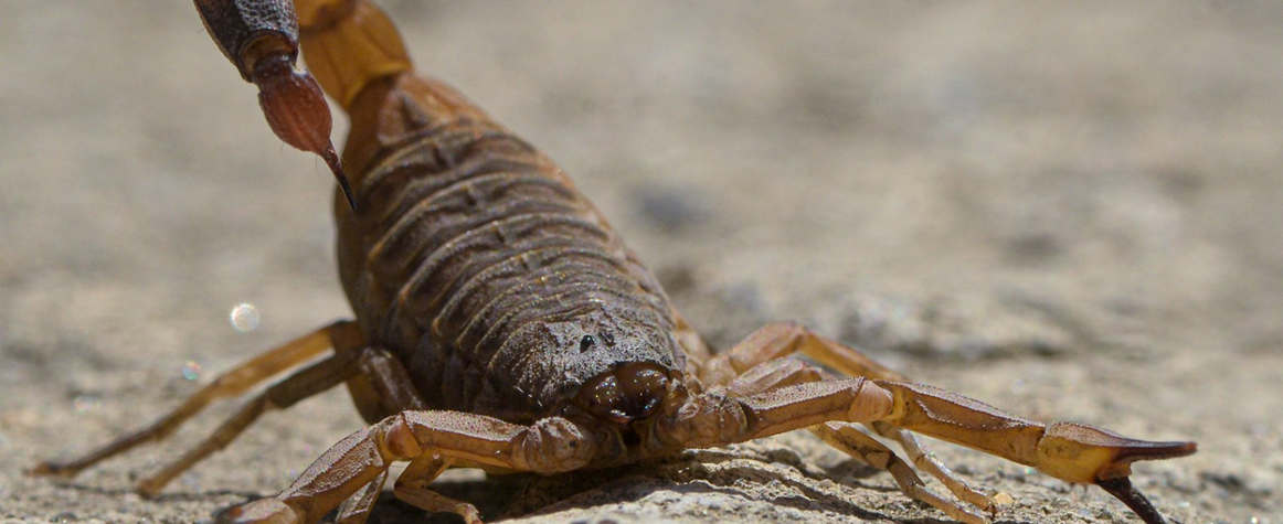 escorpião