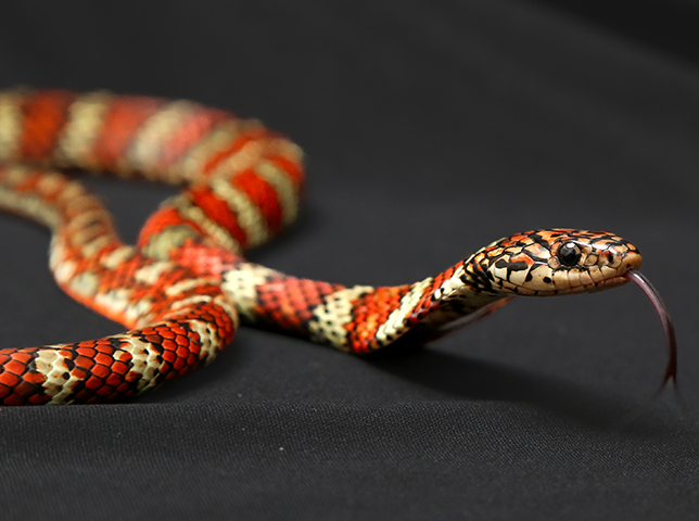 cobra d'água