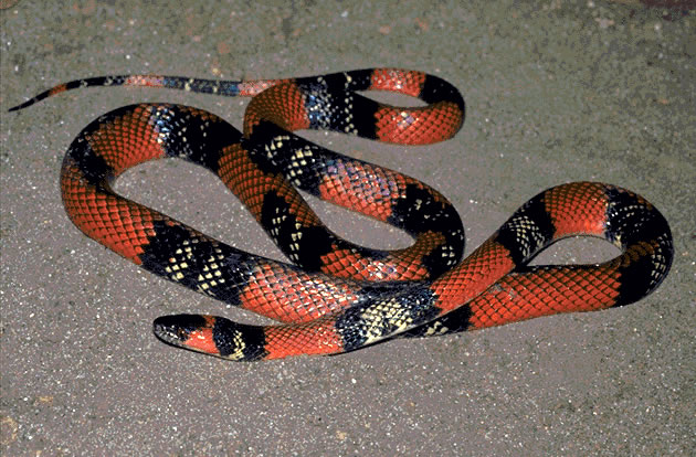falsa coral