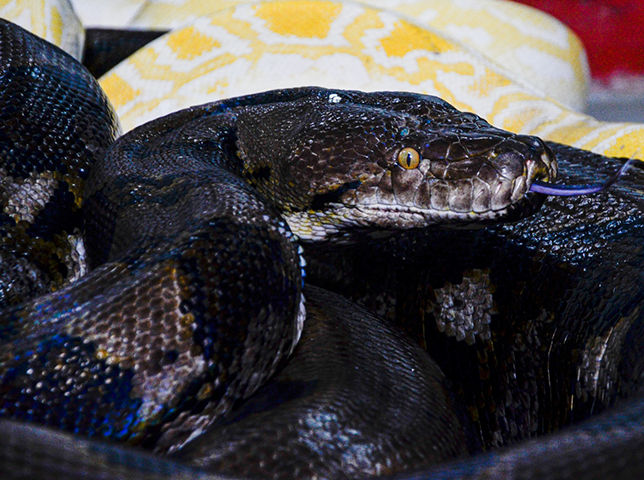 Python spp