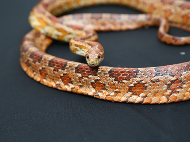 corn snake