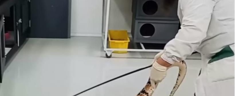 Rogger no serpentário