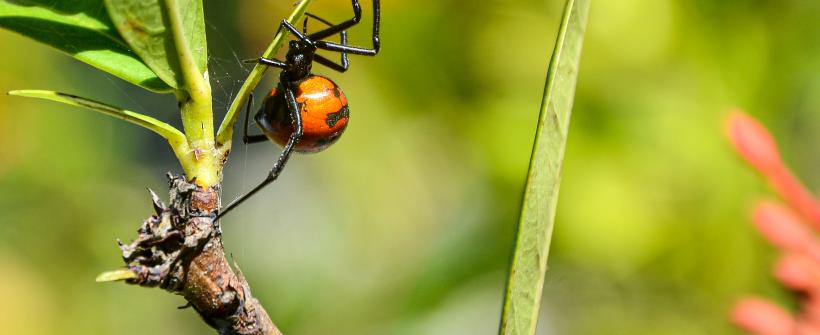 Dia da Amazônia