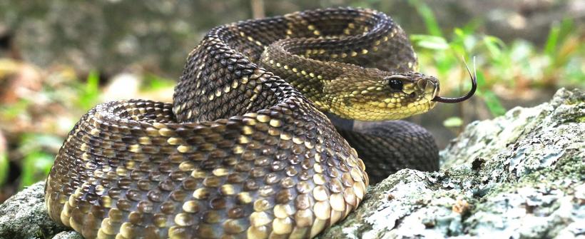 combate às doenças tropicais