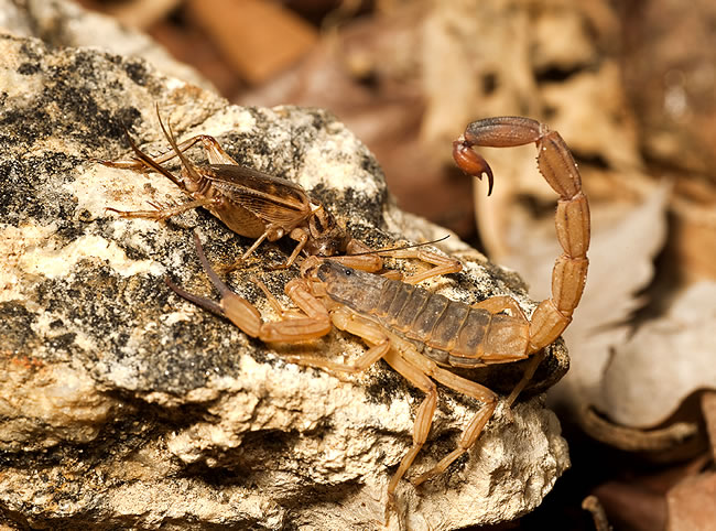 escorpião