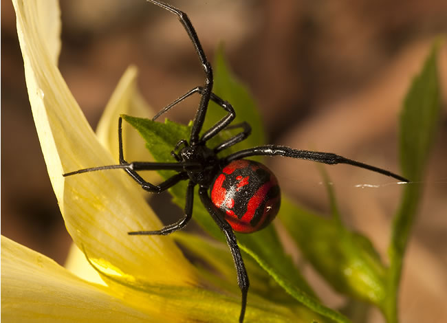 aranha