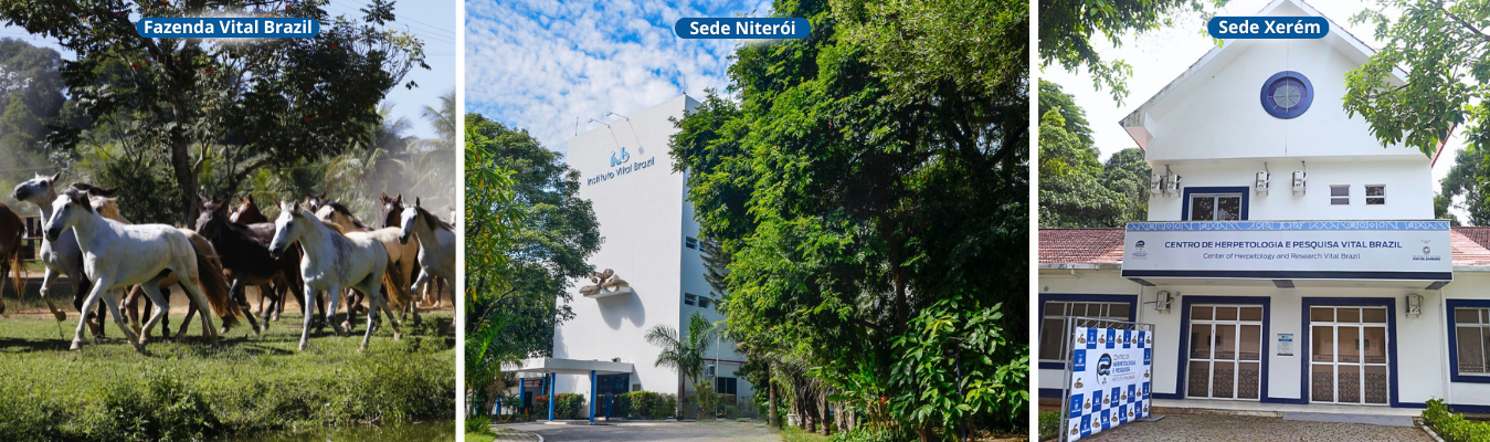 Sede